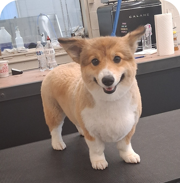 Smiling Corgi on grooming table