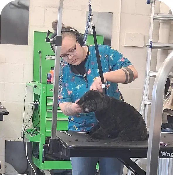 Dog groomer trimming black dog's fur