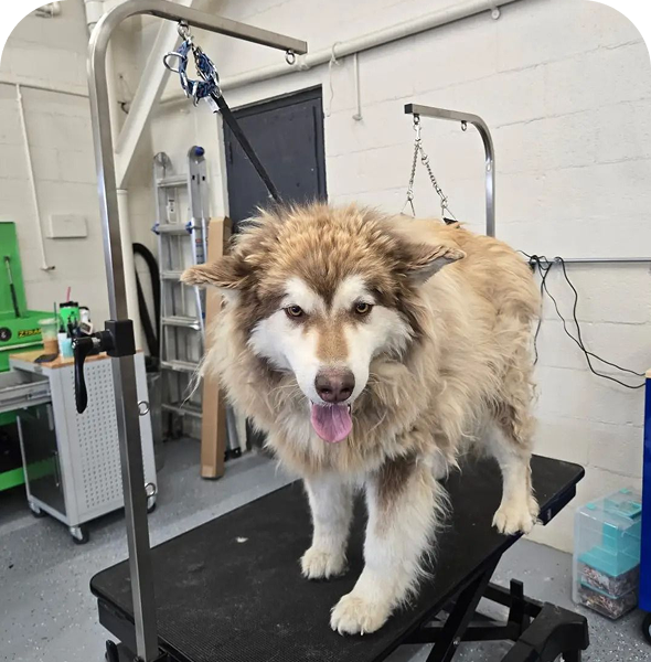 Dog with harness at groomer