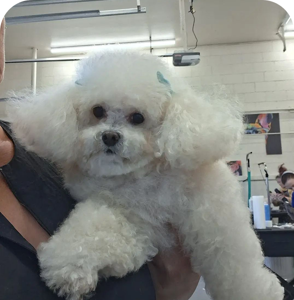 Fluffy white poodle at a grooming salon.