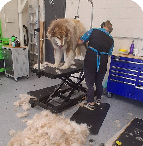Fluffy dog at grooming salon