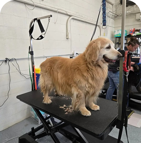 Pet grooming in progress