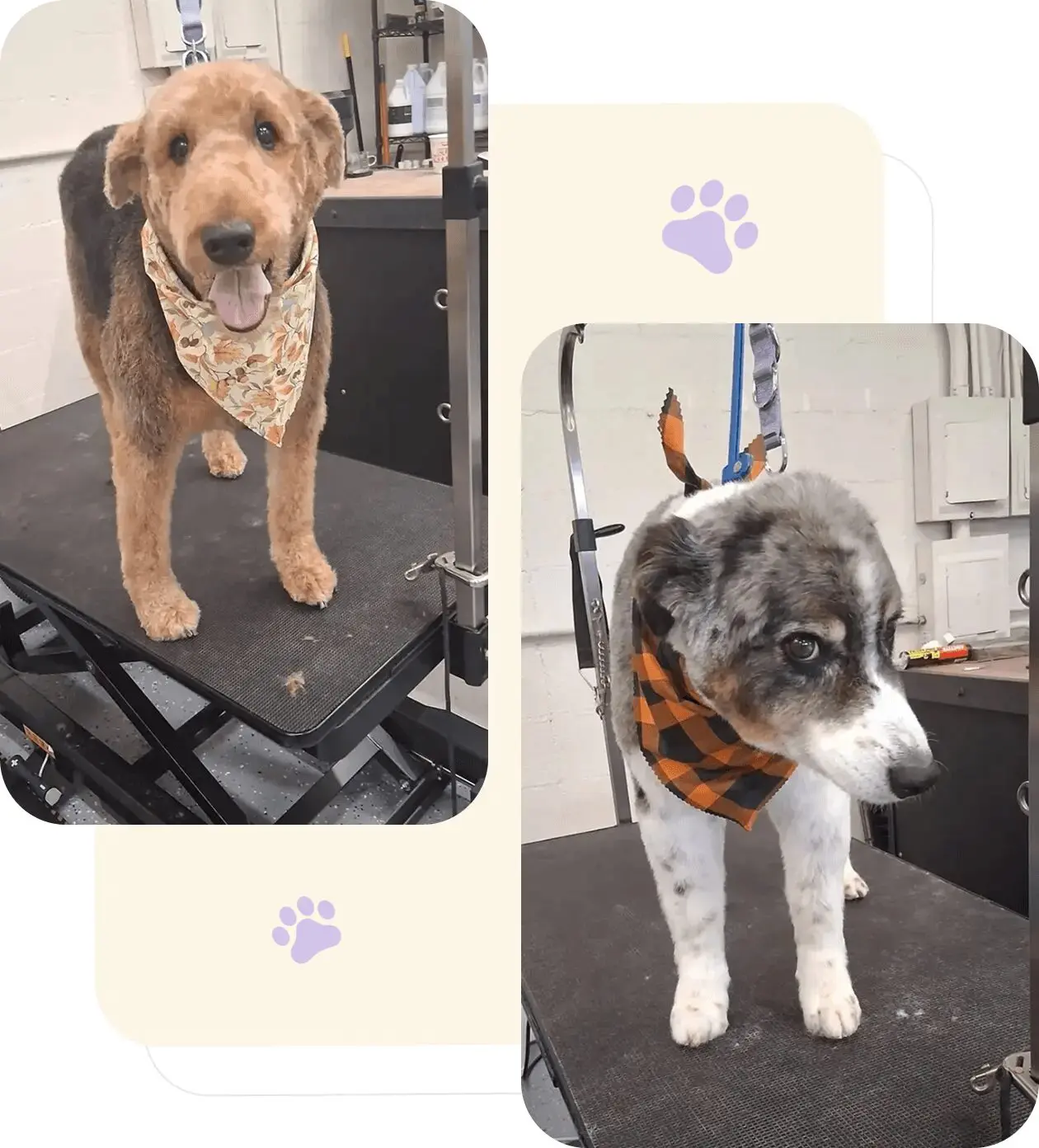 Two dogs with bandanas on grooming tables.