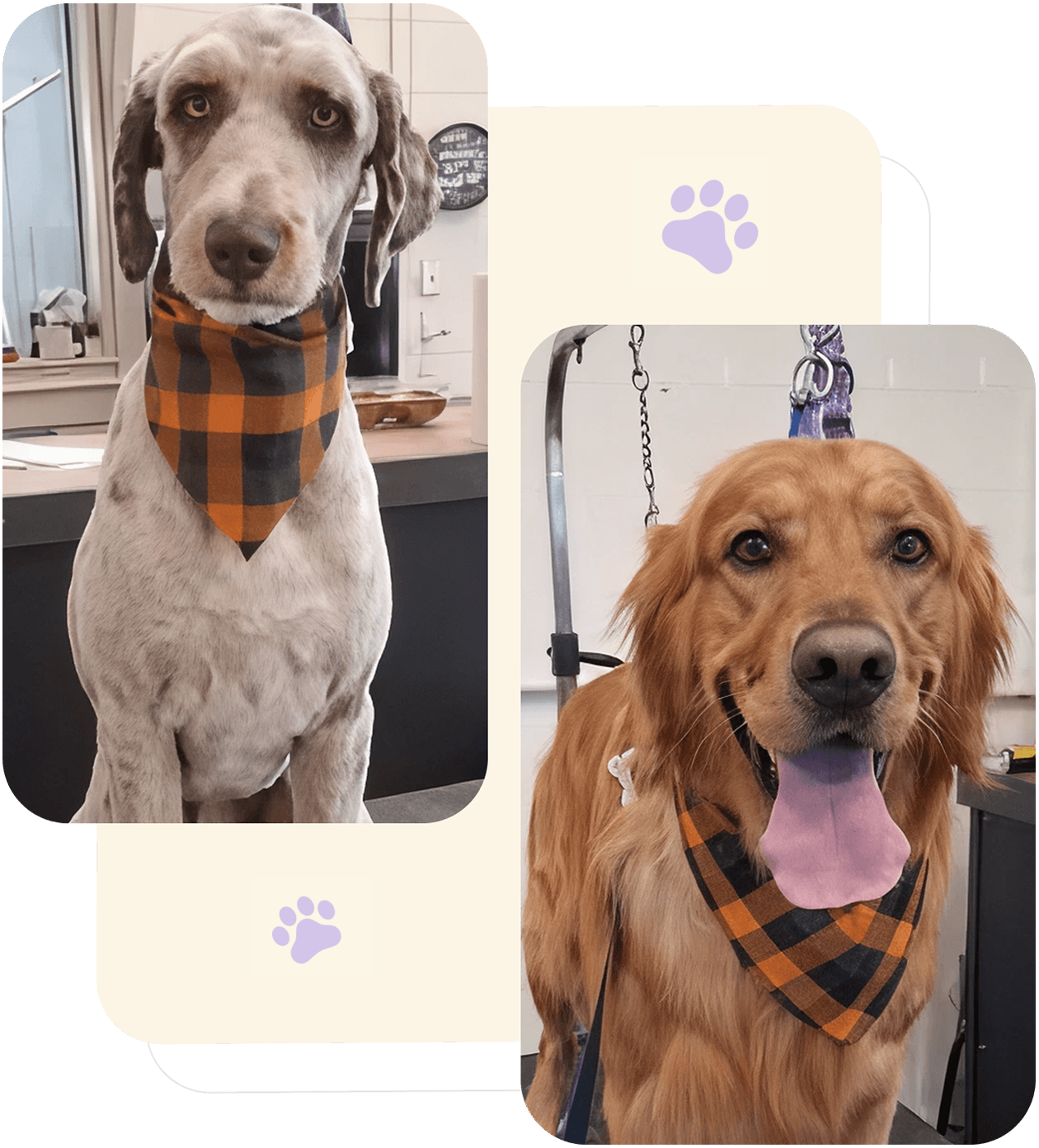 Two dogs wearing matching orange and black checkered scarves.