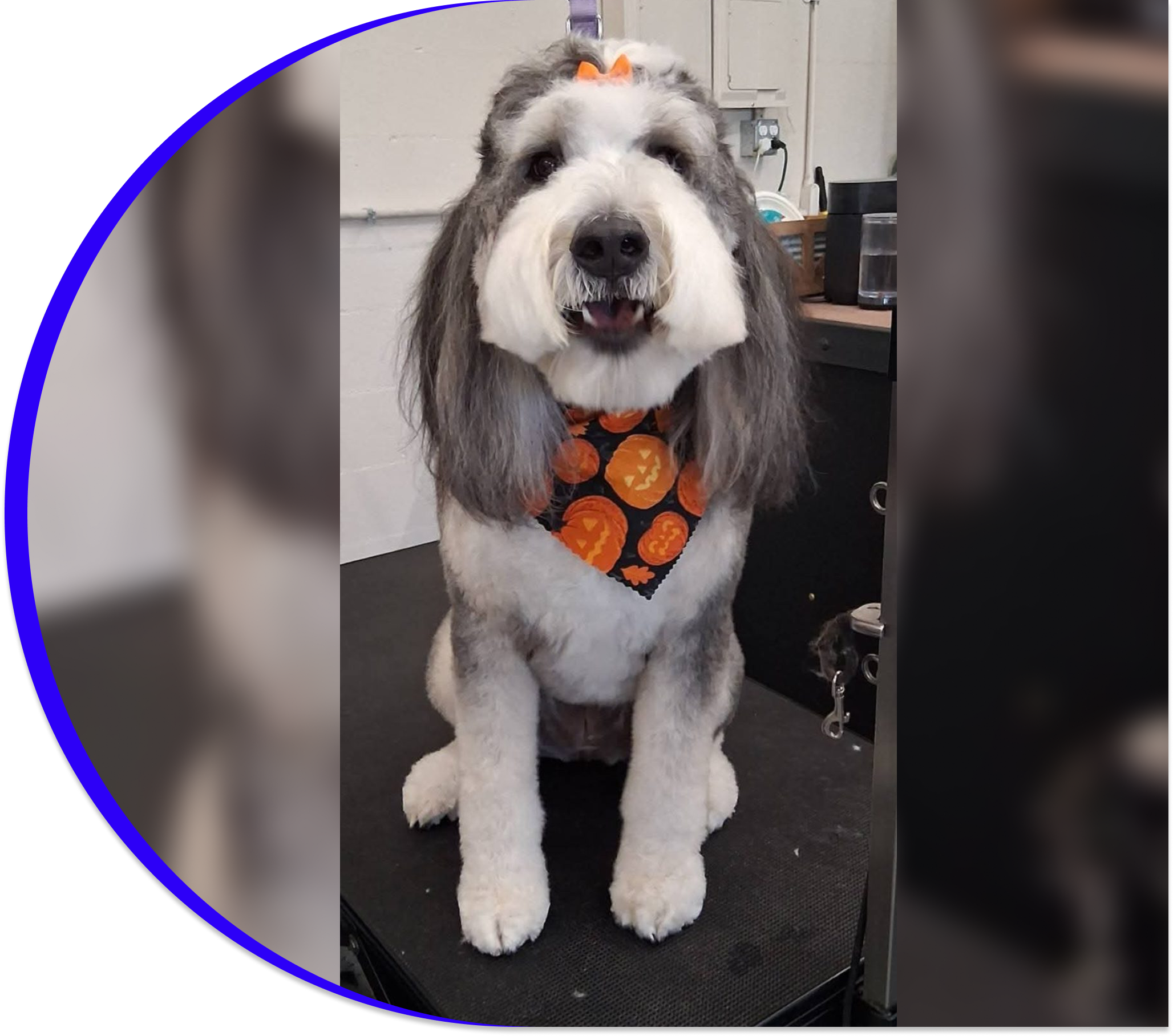 A fluffy dog with a Halloween-themed bow tie sits happily.