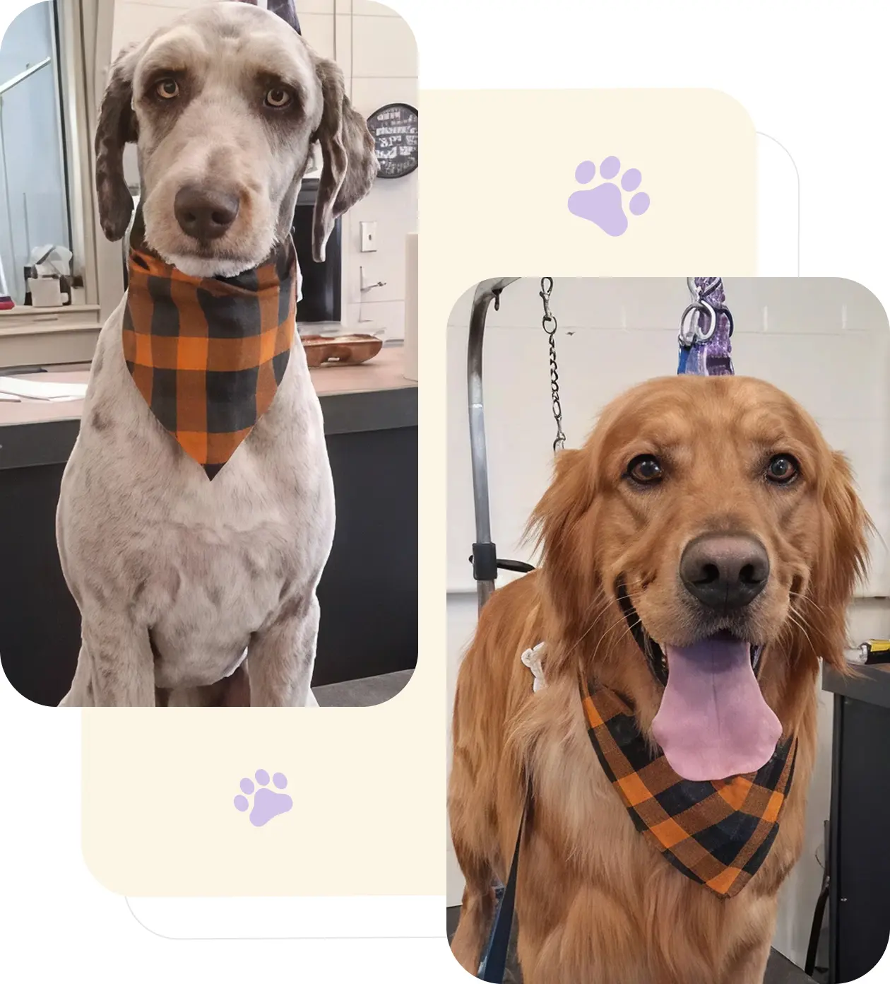 Two dogs wearing matching plaid bandanas, sitting indoors.