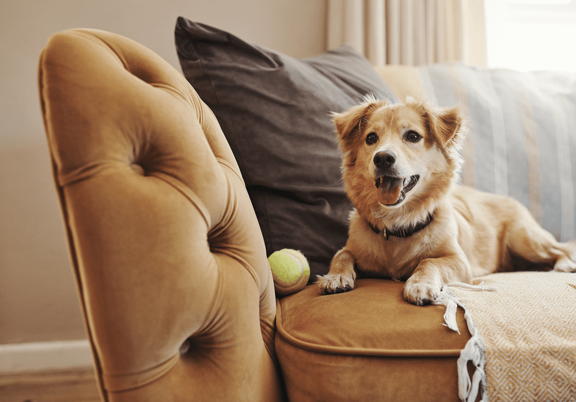Dog lounging on a cozy sofa